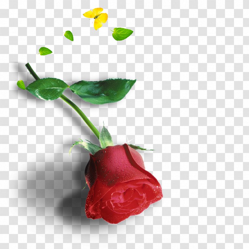 Pink Red - Plant - Rose Transparent PNG