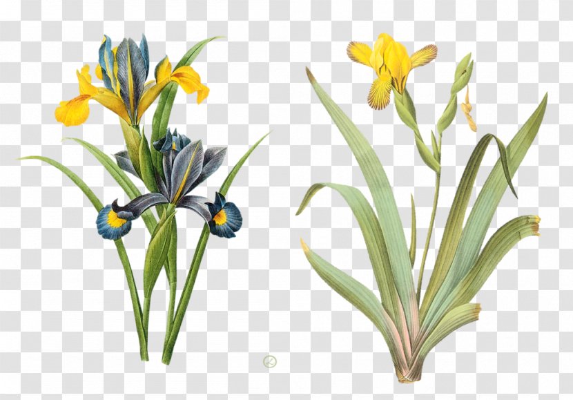 The Most Beautiful Flowers Pierre-Joseph Redouté (1759-1840) Botany - Iris Xiphium - Flower Transparent PNG