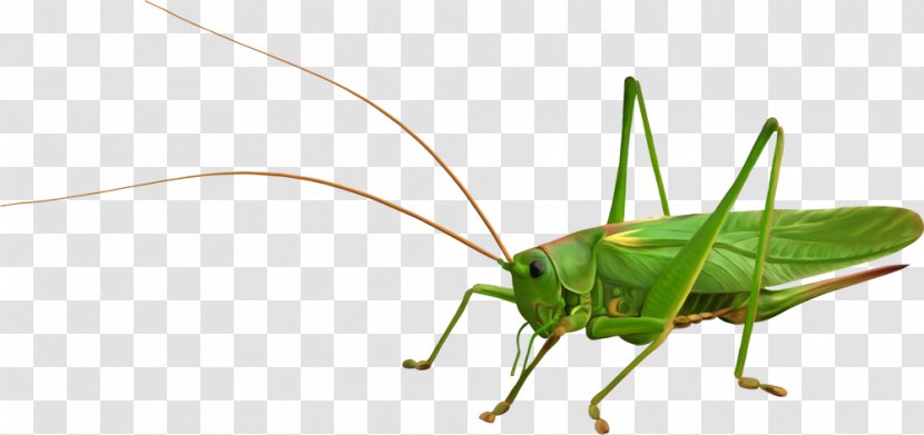Locust Grasshopper Clip Art - Arthropod Transparent PNG