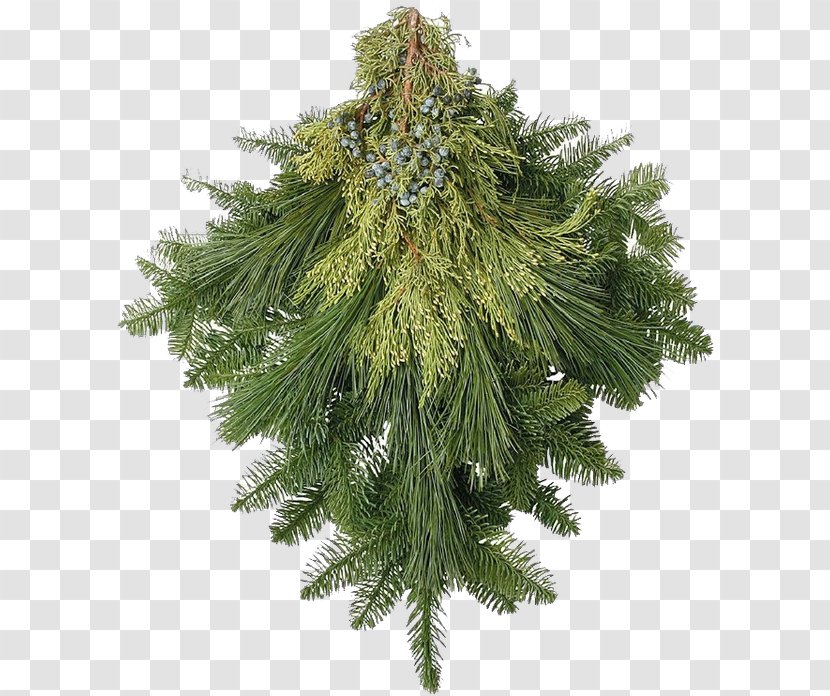 Columbian Spruce White Pine Yellow Fir Tree Plant - Shortleaf Black - River Juniper American Larch Transparent PNG