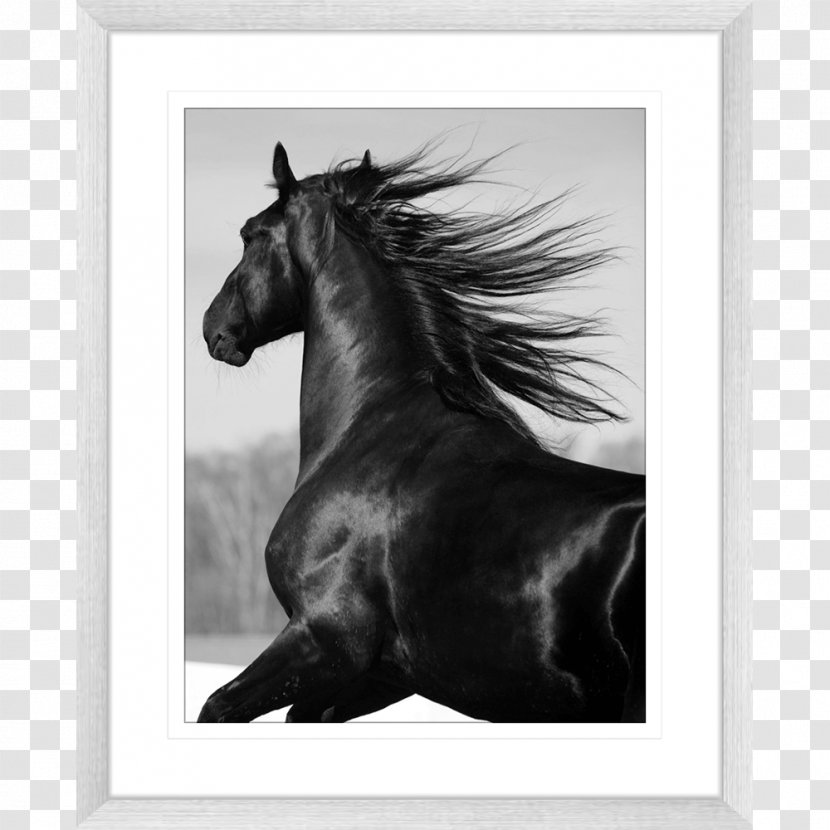 Mustang Stallion Mare Pony Gallop - Horse Supplies Transparent PNG