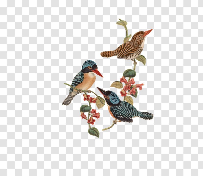 Bird Flower T-shirt Wallpaper - Organism Transparent PNG