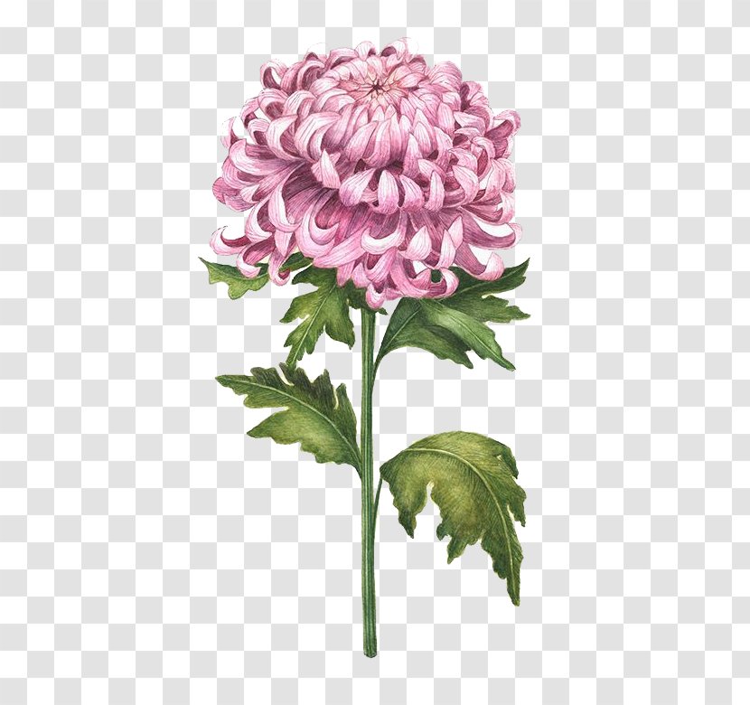 Chrysanthemum Watercolor Painting Flower Drawing Illustration - Rose Transparent PNG