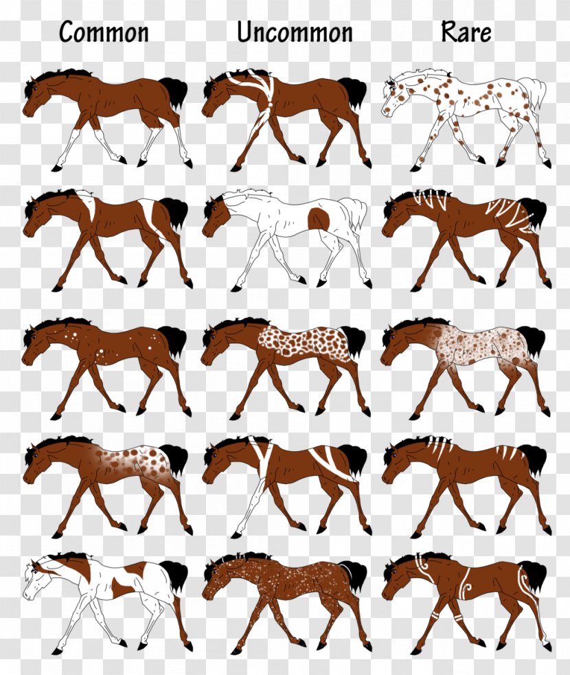 American Paint Horse Appaloosa Equine Coat Color Markings Buckskin - Sheep Breeders Transparent PNG