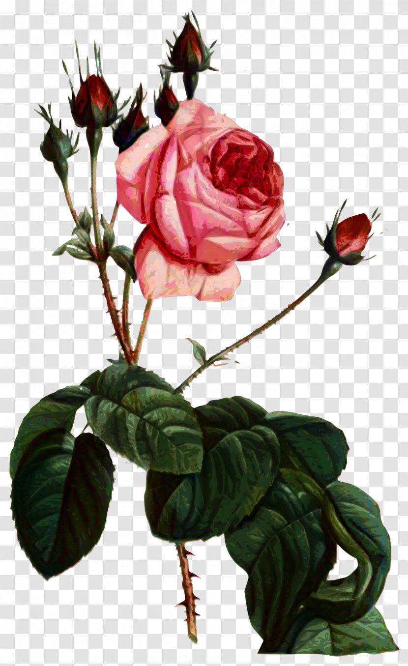 Garden Roses Cabbage Rose Floribunda Cut Flowers Floral Design - Herbaceous Plant Transparent PNG