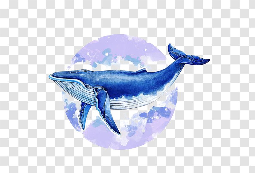 Blue Whale Baleen Illustrator Illustration - Dolphin - Watercolor Transparent PNG