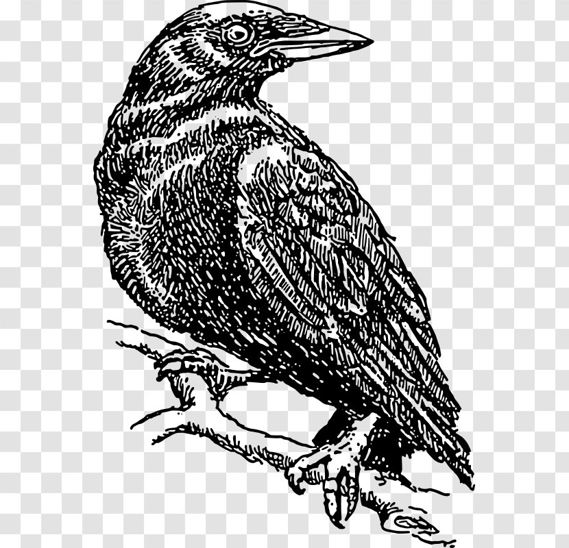 American Crow Drawing Clip Art - Bird - Perched Raven Overlay Transparent PNG