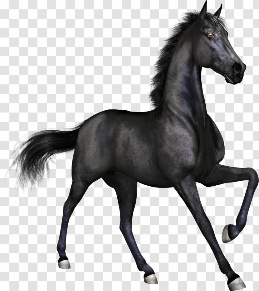 Arabian Horse Stallion Pony Racing - English Riding - Exquisite Clipart Transparent PNG