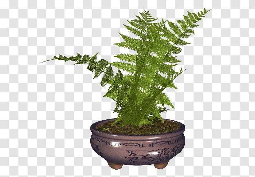 Flowerpot Fern Houseplant - Vascular Plant Transparent PNG