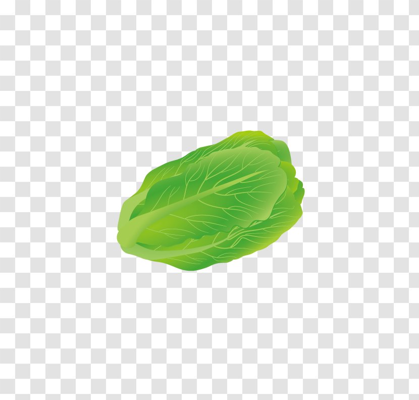 Iceberg Lettuce Vegetable Leaf - Fresh Cabbage Transparent PNG