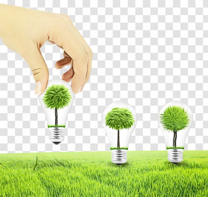 Grass Green Plant Family Tree - Lawn Real Estate Transparent PNG