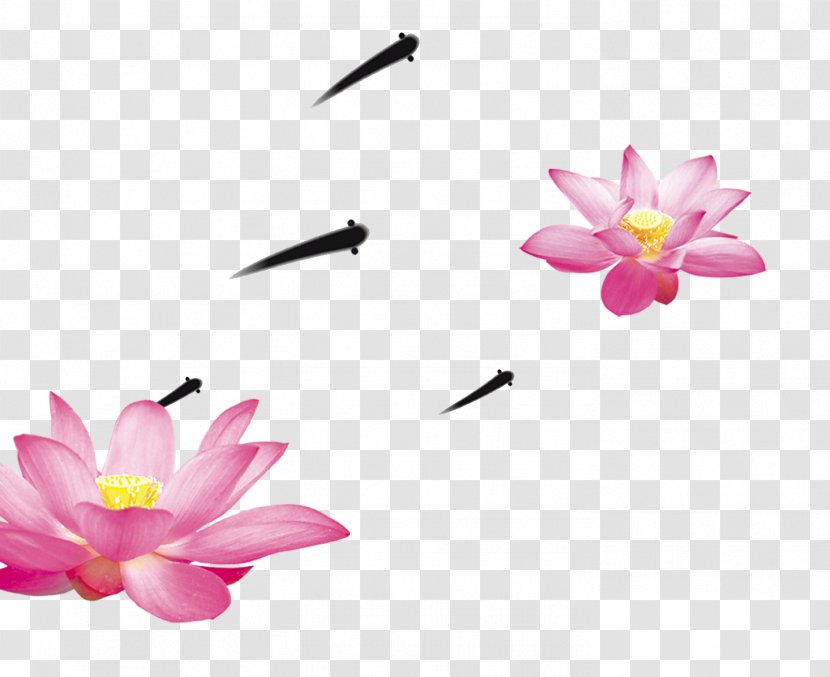 Nelumbo Nucifera Clip Art - Pink - Lotus Transparent PNG
