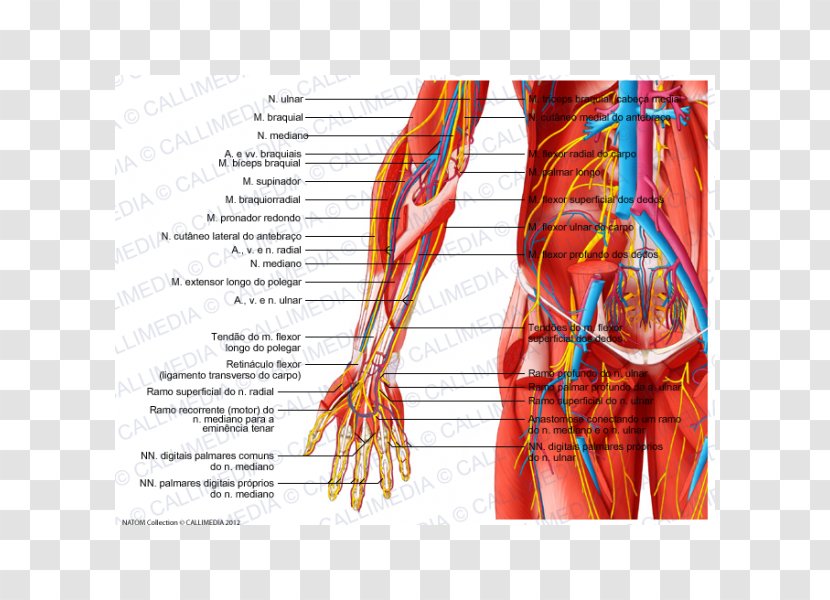 Radial Nerve Forearm Muscle Blood Vessel - Heart - Arm Transparent PNG