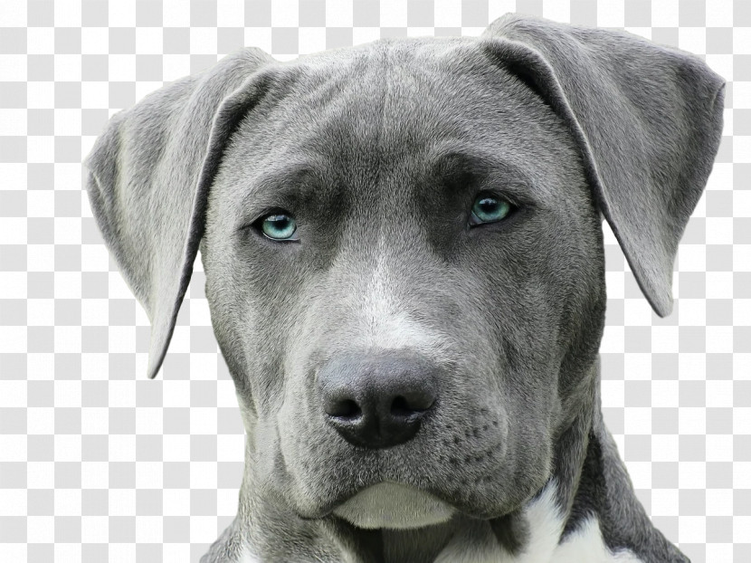 American Pit Bull Terrier Puppy Weimaraner Purebred Dog Veterinarian Transparent PNG