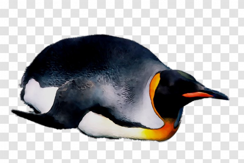 King Penguin Beak - Vertebrate - Gentoo Transparent PNG