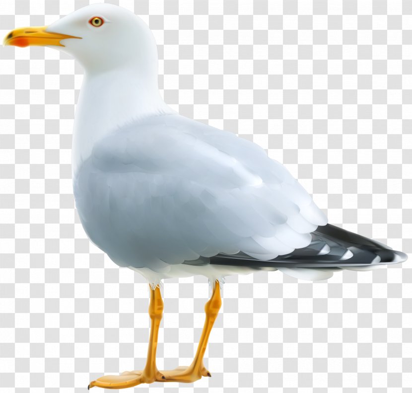 Gulls - Goose - Gull Transparent PNG