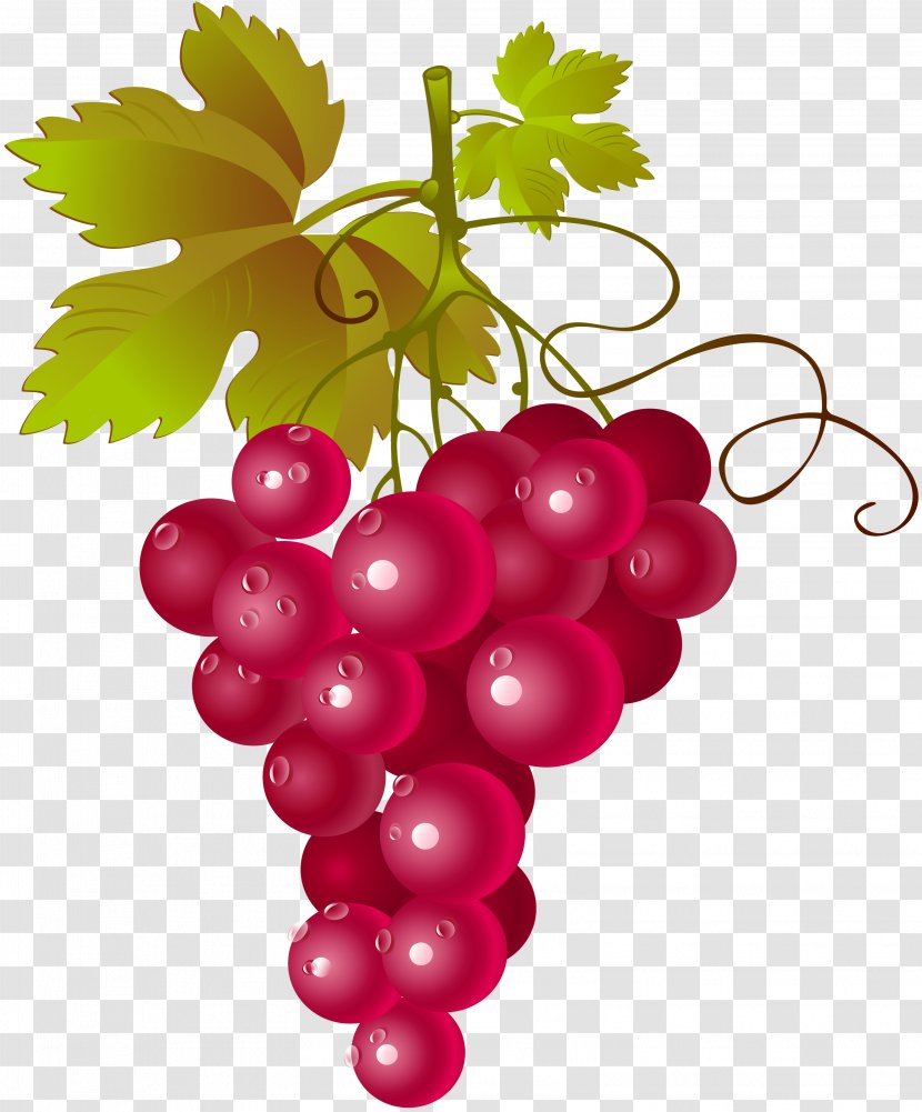 Common Grape Vine Red Wine Concord Muscadine - Stock Photography Transparent PNG