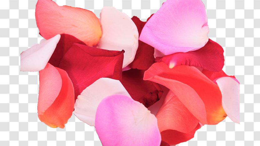 Petal Flower Rose Color - Garden Roses Transparent PNG