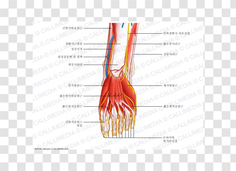 Muscle Nerve Thumb Foot Muscular System - Heart - Silhouette Transparent PNG