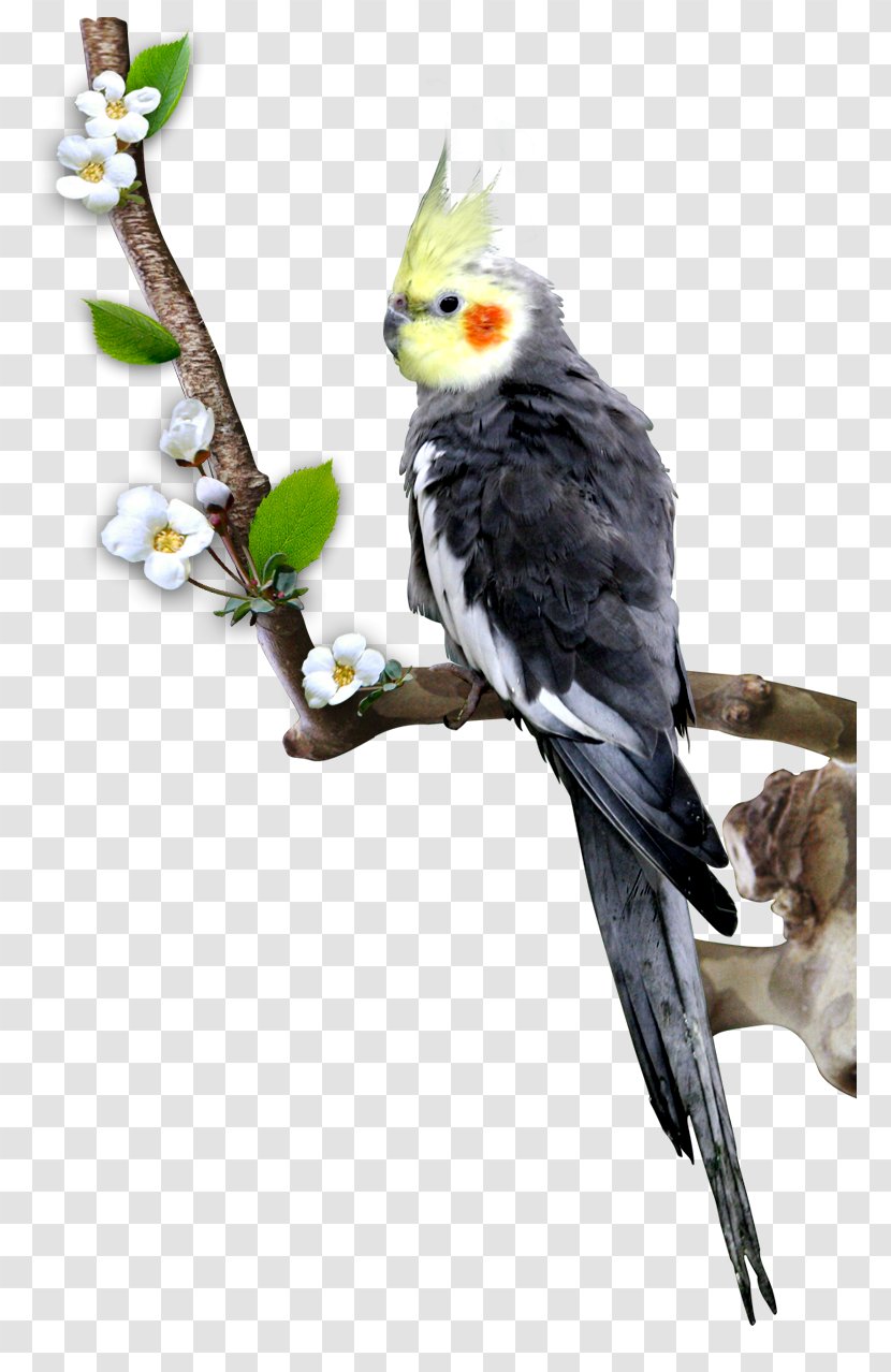 Cockatiel Bird Parrot Budgerigar - Cartoon Transparent PNG