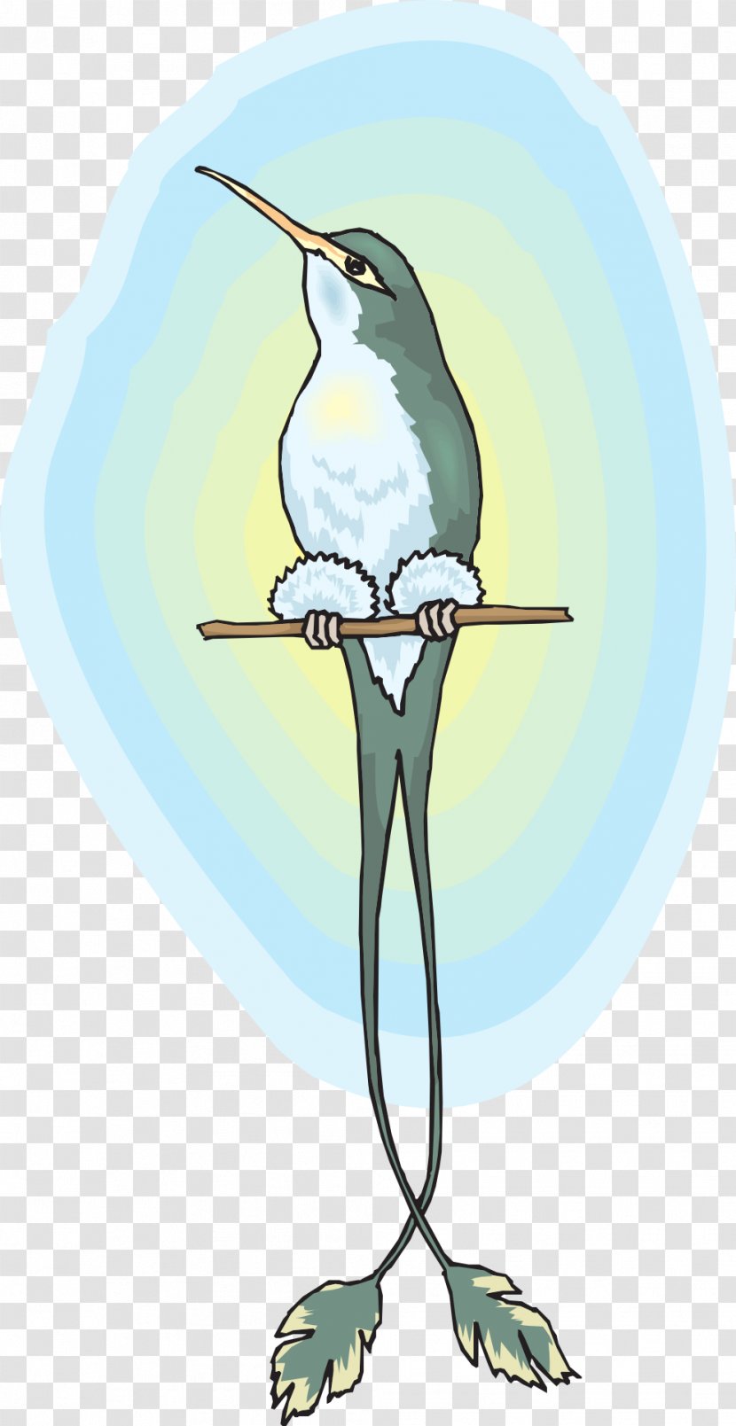Hummingbird Beak - Fauna - Bird Transparent PNG