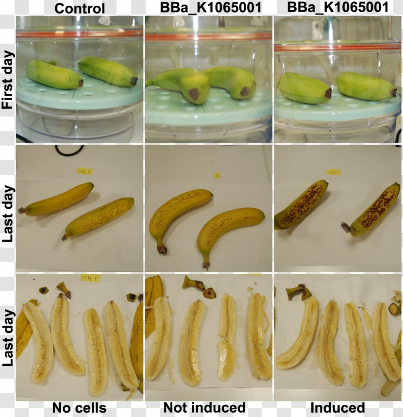 Banana Pickled Cucumber University Of Trento International Genetically Engineered Machine - Family Transparent PNG