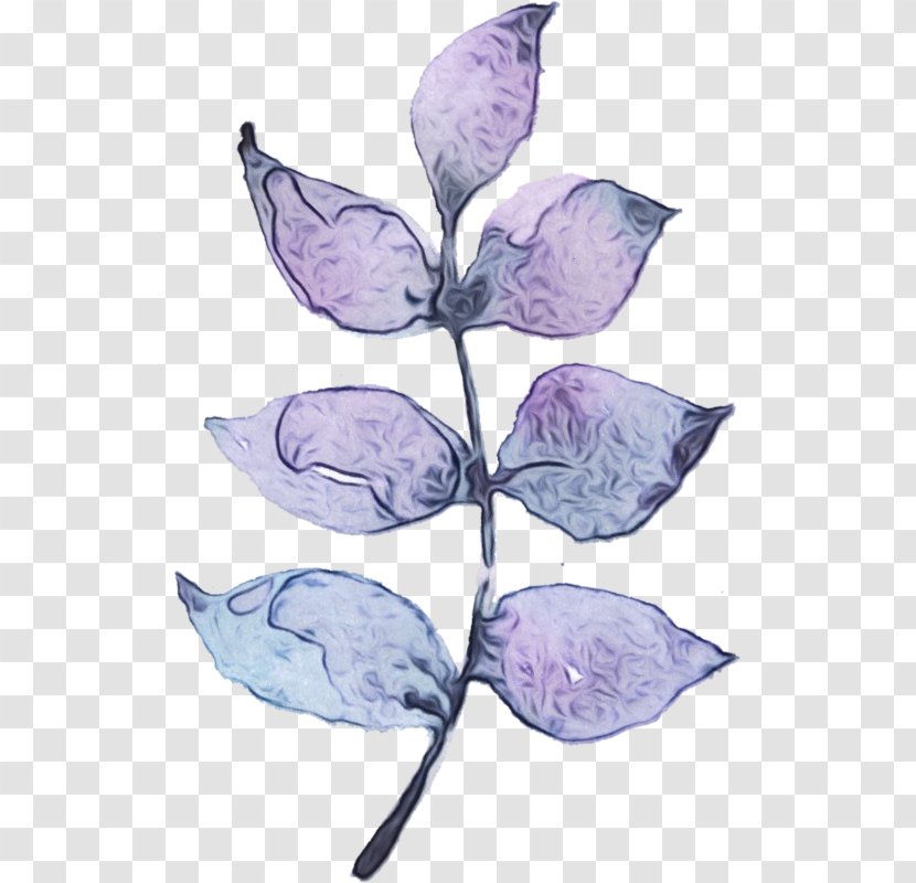 Lilac Flower - Petal - Herbaceous Plant Anthurium Transparent PNG