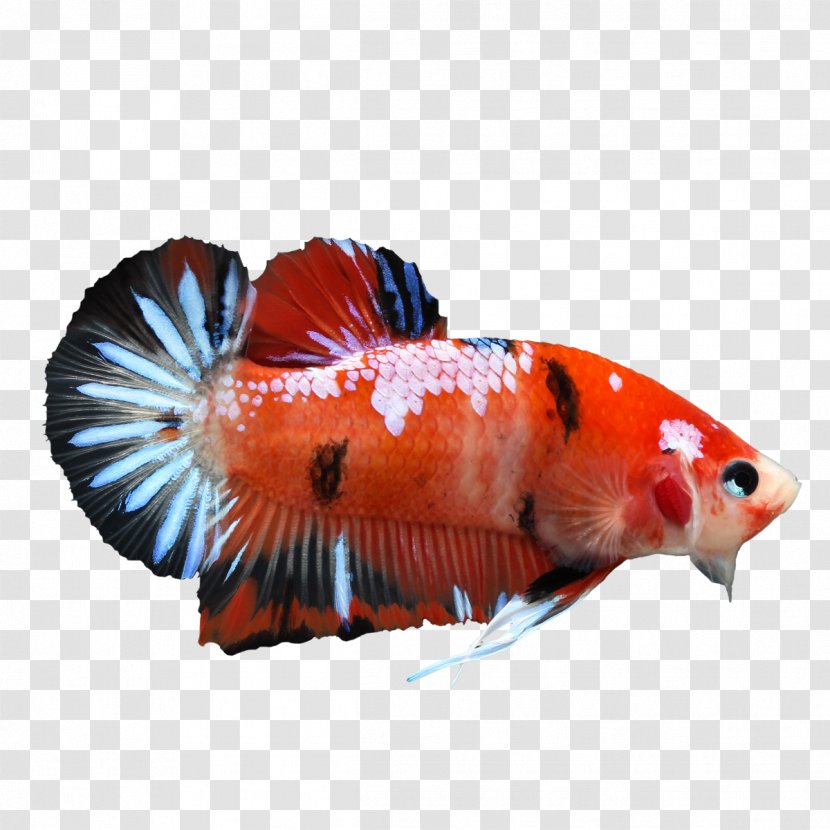 Koi Veiltail Siamese Fighting Fish - Red - Betta Pic Transparent PNG
