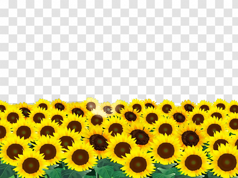 Common Sunflower Sunflower Seed Annual Plant Sunflower Oil Seed Transparent PNG