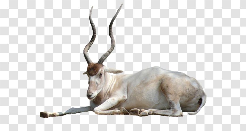 Springbok Antelope Oryx Horn Gazelle - Wildlife Transparent PNG