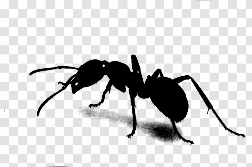 Carpenter Ant Drug Insect Jamu - Man - Tablet Transparent PNG