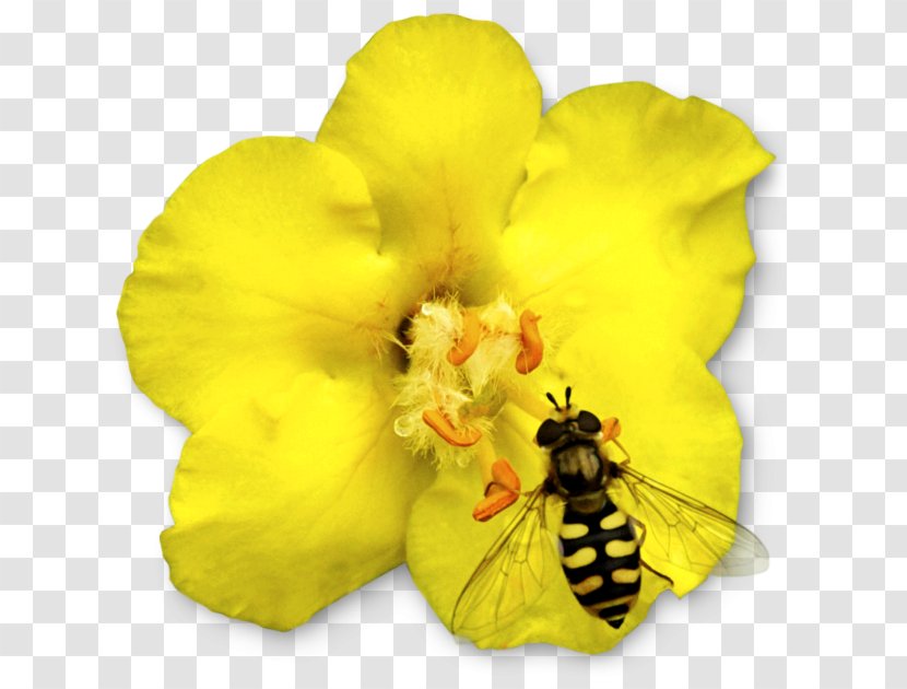 Honey Bee Beneficial Insects Animal - Insect Transparent PNG