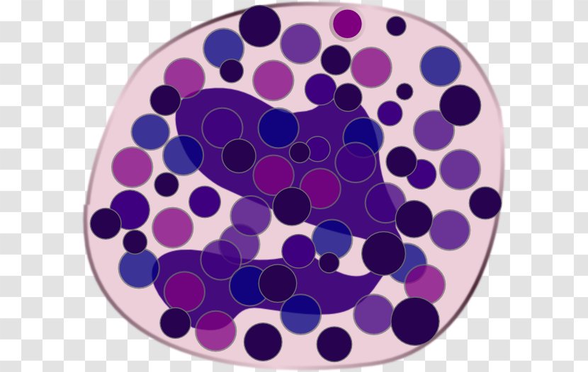 Basophilia Blood Human Body Physiology - Lymphocyte Transparent PNG