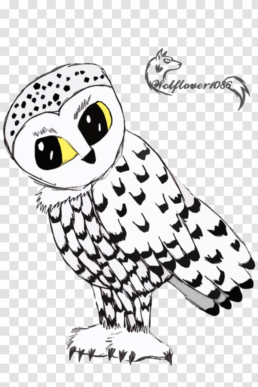 Bird Owl - Vertebrate - Owls Transparent PNG