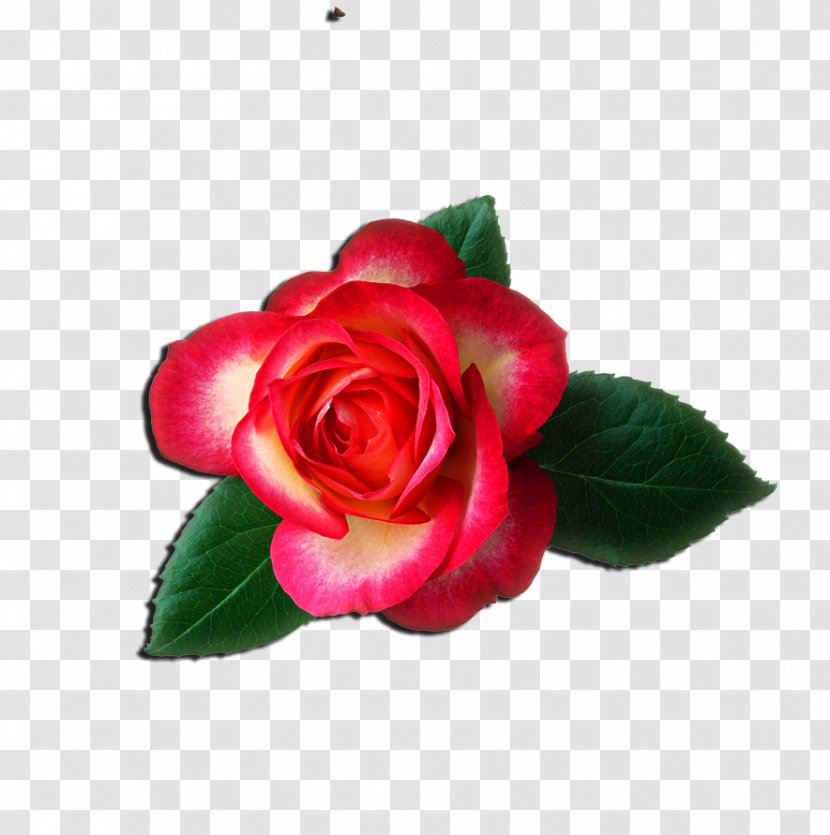 Rose Free Content Clip Art - Rosa Centifolia - Chinese Transparent PNG