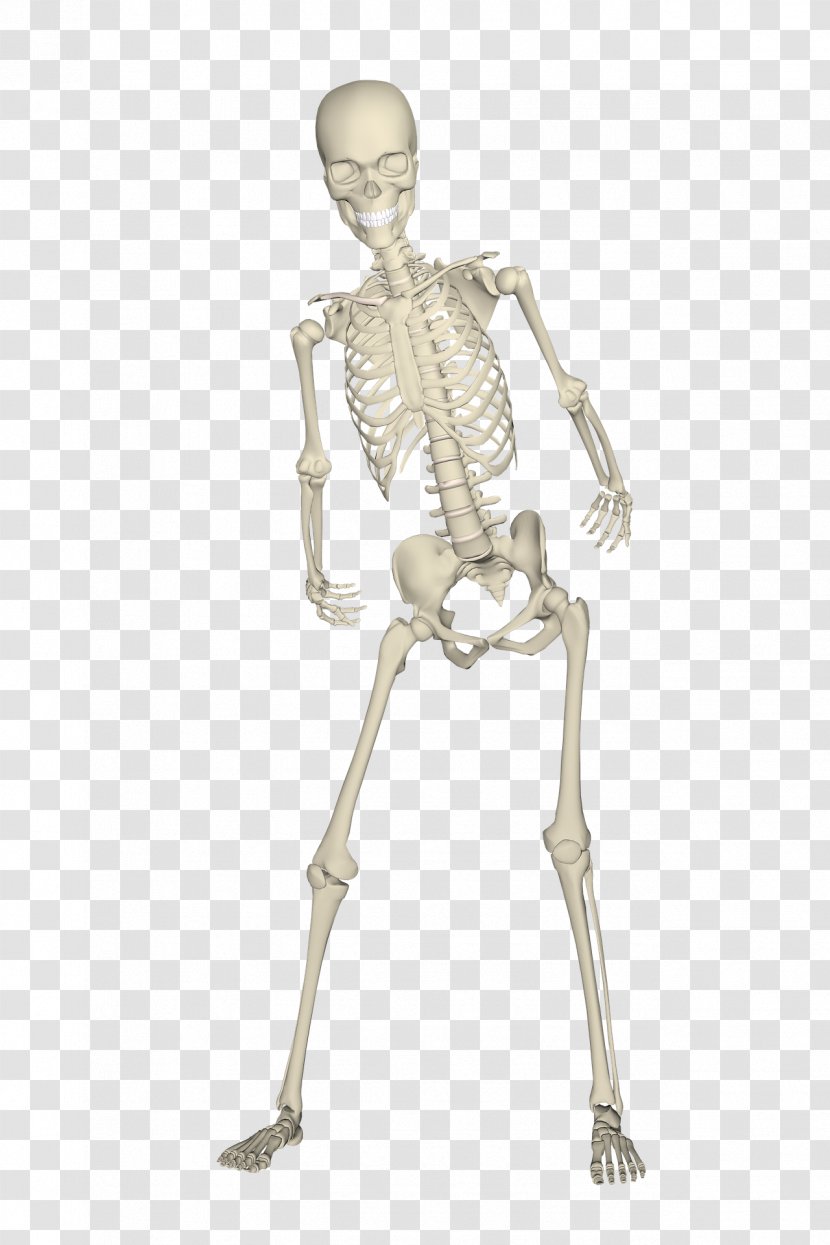 Human Skeleton Skull Bone - Leg Transparent PNG