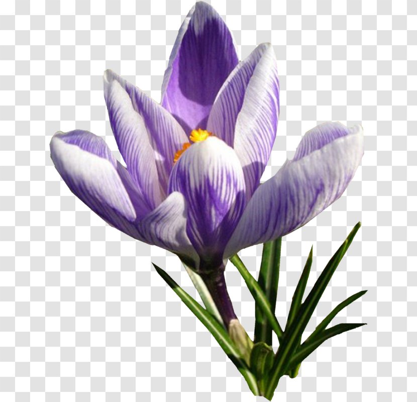 Autumn Crocus Saffron Flower - Iris Family - Flowers Transparent PNG