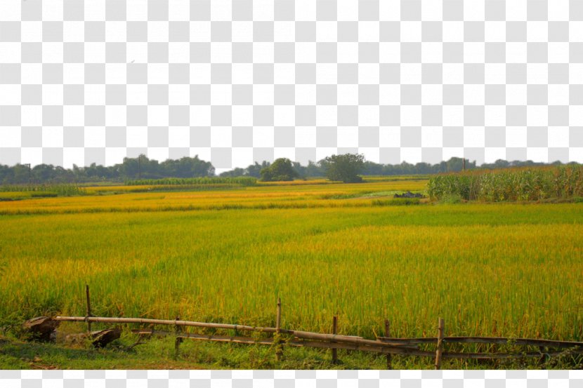 Paddy Field Agriculture - Pasture - A Transparent PNG