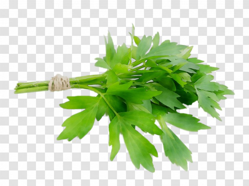 Parsley Lovage Coriander Salsa Verde Spice - Herb Transparent PNG