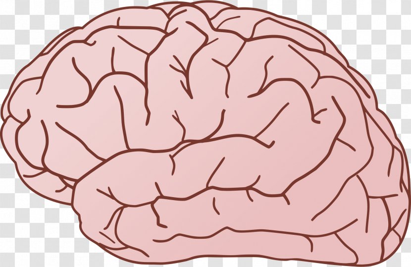 Human Brain Clip Art - Frame - Games Cliparts Transparent PNG