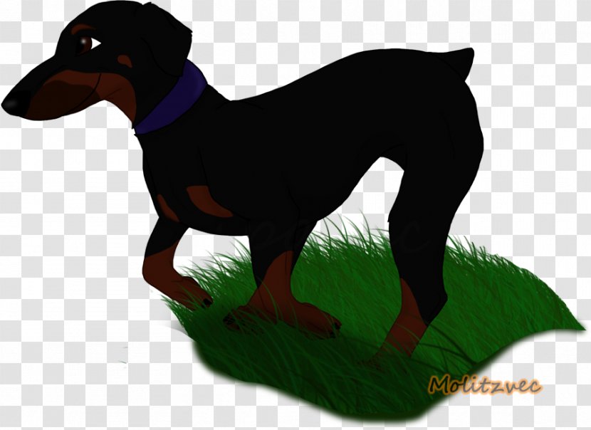 Dobermann German Pinscher Miniature Manchester Terrier Puppy - Vertebrate Transparent PNG