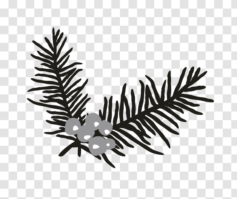 Bird Of Prey Fir Conifers Beak - Succulent Border Transparent PNG