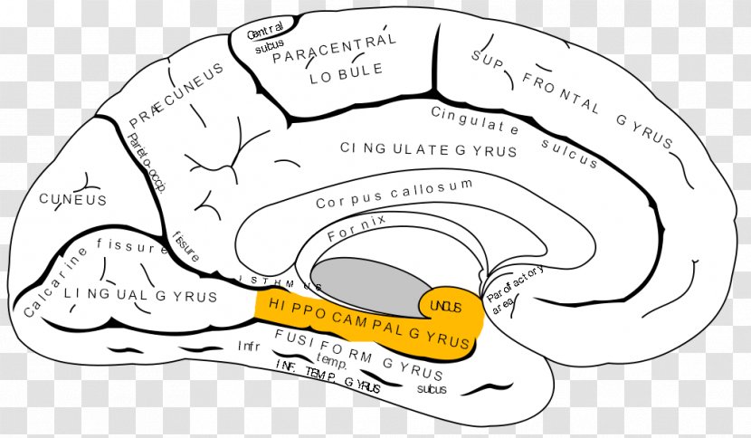 Anterior Cingulate Cortex Prefrontal Cerebral Frontal Lobe - Watercolor - Dentate Transparent PNG