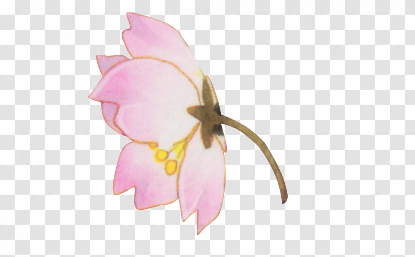 Cut Flowers Pink Petal - Flower Transparent PNG