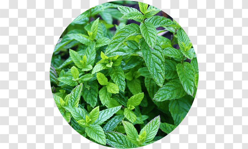 Peppermint Spearmint Herb Plants Mint Chocolate Chip - Oil - Plant Sprout Transparent PNG