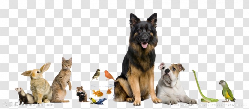 Dog Cat Pet Sitting Shop - Snout - Animal House Transparent PNG
