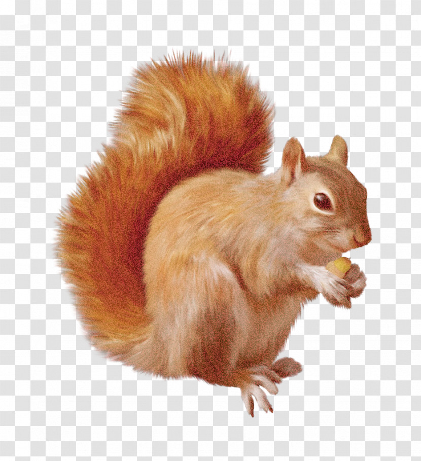 Squirrel Eurasian Red Squirrel Tail Fox Squirrel Fawn Transparent PNG