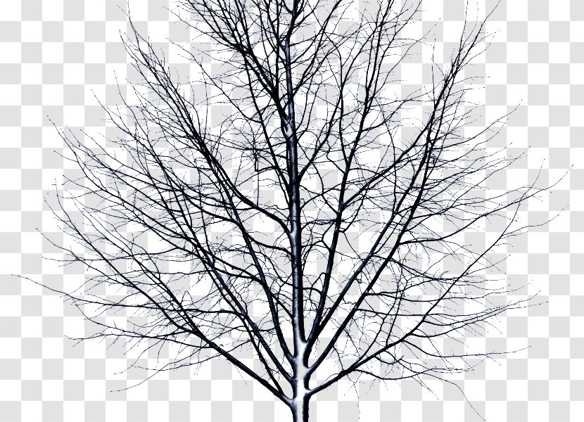 Winter Storm Snow Stock Photography - Branch - Deadtree Transparent PNG