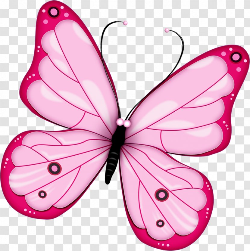 Butterfly Insect White Morpho Menelaus Aurora - Pink - Color And Transparent PNG