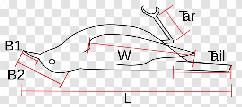 Bird Measurement Geometric Morphometrics In Anthropology Ornithology - Tree Transparent PNG